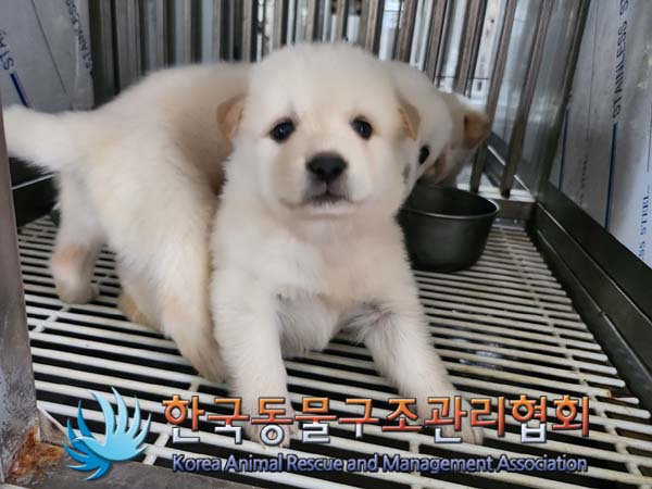한국동물구조관리협회_441406202401195